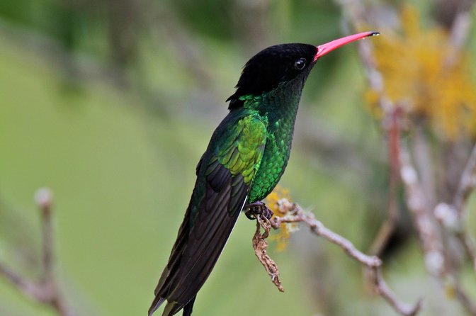 Rockland Bird Sanctuary Private Tour - Who will enjoy Rocklands most?