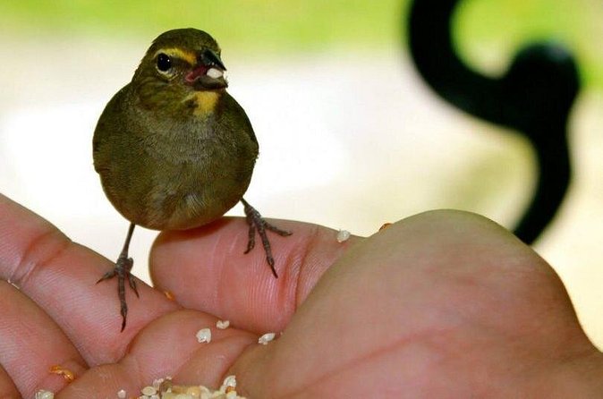 Rockland Bird Sanctuary Tour [Transportation] Hotel Pick-Up - Birds you might see in Jamaica