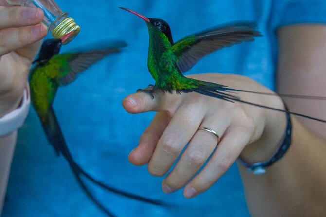 Rocklands Bird Sanctuary and Montego Bay Highlights - Why Rocklands makes a memorable Montego Bay outing