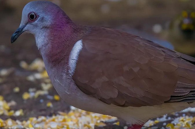Rocklands Bird Sanctuary and Montego Bay Highlights - More than hummingbirds: time to explore the grounds