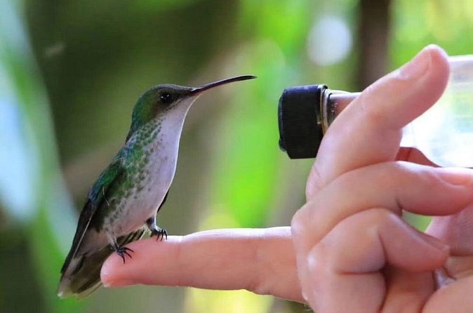 Rocklands Bird Sanctuary and Montego Bay Highlights - How the private vehicle affects the experience