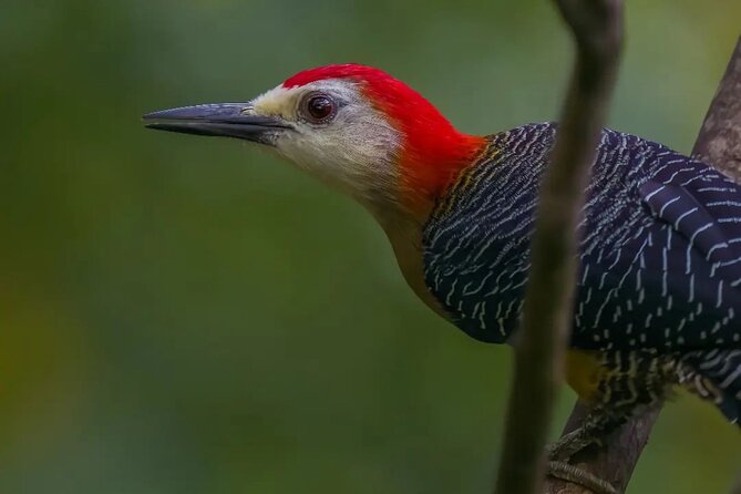 Rocklands Bird Sanctuary and Montego Bay Highlights - What $120 per person really covers