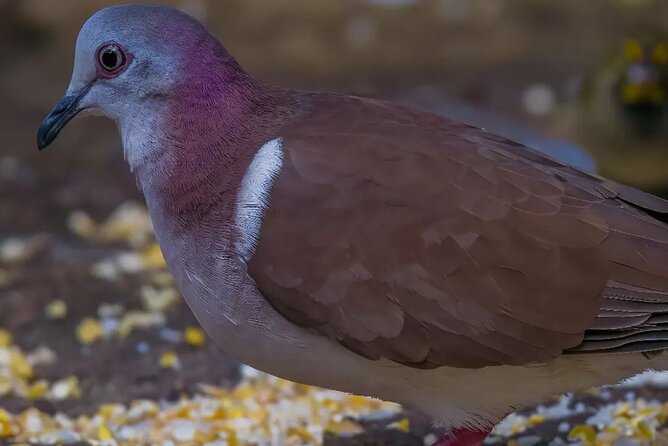 Rocklands Bird Sanctuary and Montego Bay Highlights - Who should book this Rocklands experience