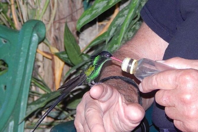 Rocklands Bird Sanctuary and Montego Bay Highlights Tour from Falmouth - Feeding Jamaica’s Doctor Bird at Rocklands