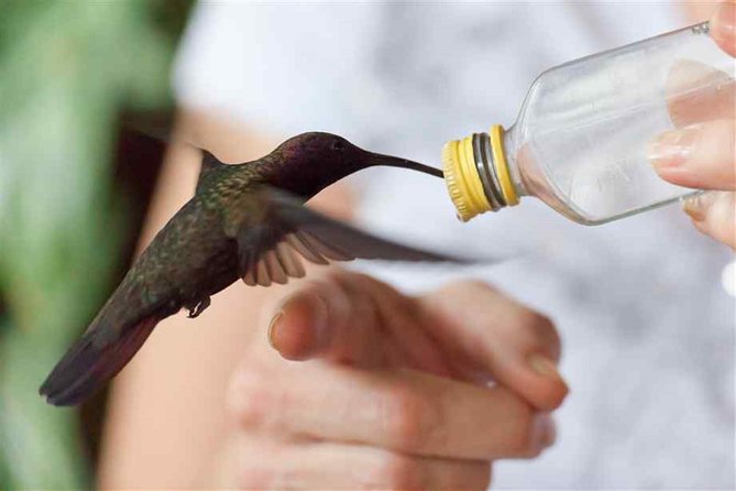 Rocklands Bird Sanctuary and Montego Bay Highlights Tour from Falmouth - Richmond Hill and the view over Montego Bay