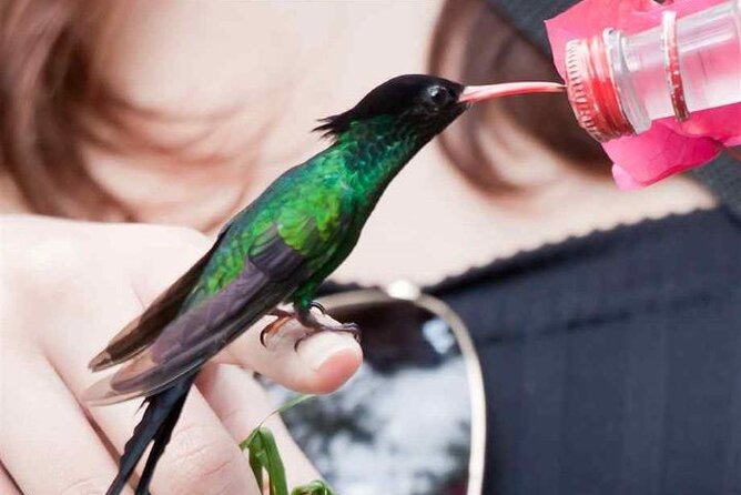 Rocklands Bird Sanctuary and Montego Bay Highlights Tour from Falmouth - Shopping along the Hip Strip