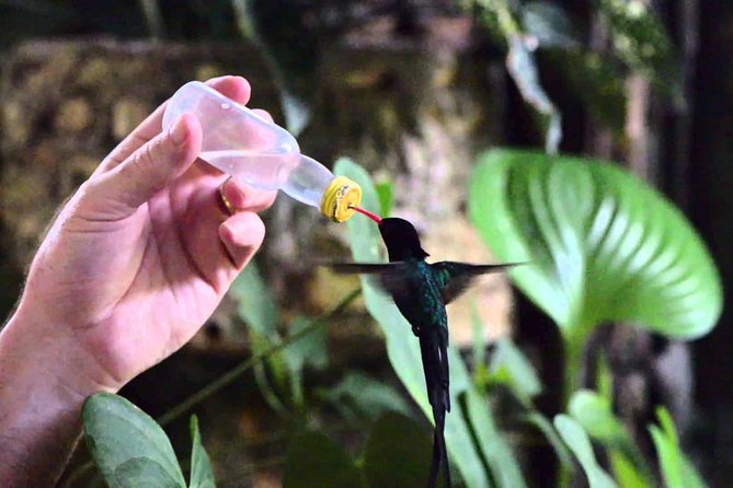 Rocklands Bird Sanctuary & City Highlights plus Shopping from Montego Bay - The Hip Strip Gives You Shopping Time