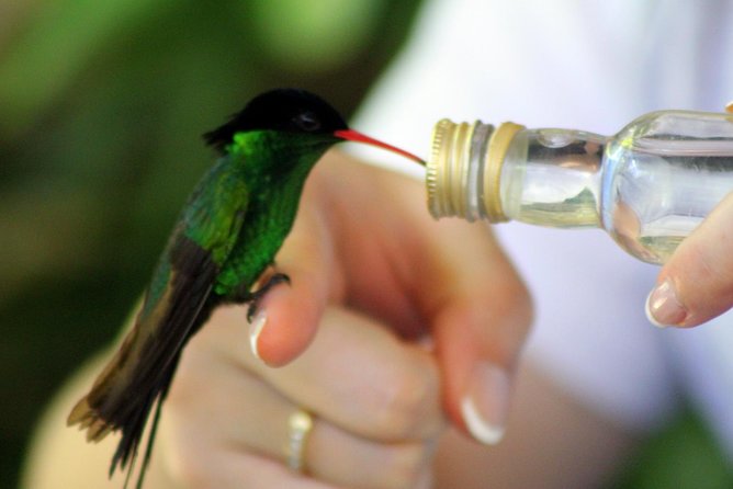 Rocklands Bird Sanctuary & City Highlights plus Shopping from Montego Bay - Richmond Hill Offers the Best City View