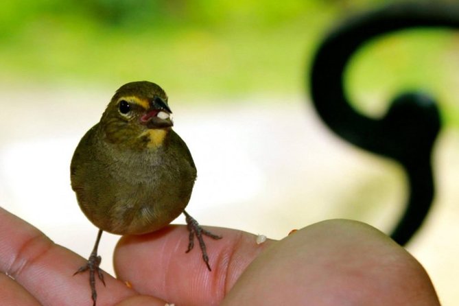 Rocklands Bird Sanctuary & City Highlights plus Shopping from Montego Bay - How the Day Fits Together