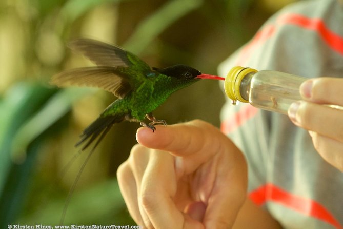 Rocklands Bird Sanctuary & City Highlights plus Shopping from Montego Bay - Is $135 a Fair Price?