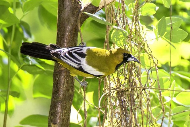 Rocklands Bird Sanctuary & City Highlights plus Shopping from Montego Bay - What Could Go Wrong
