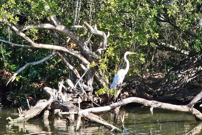 Scenic & Historical Nature Boat Safari Up the Negril River - Wildlife sightings and what you may see
