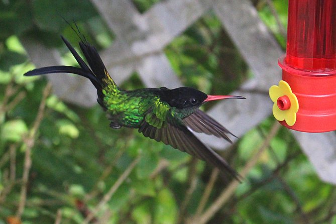 Skip the Line: Ahhh Ras Natango Gallery and Garden Admission Tickets - Key points to know before you go