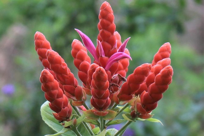 Skip the Line: Ahhh Ras Natango Gallery and Garden Admission Tickets - What is included for $35