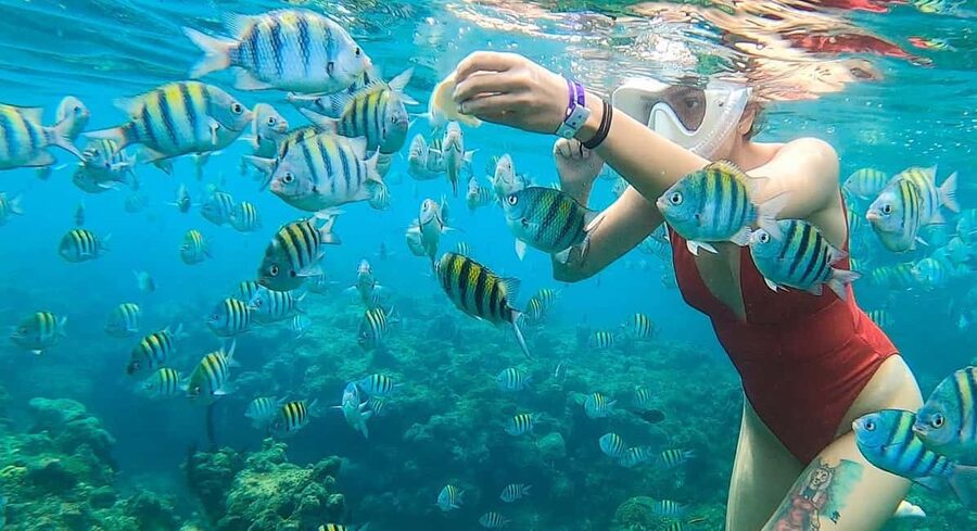 Snorkeling in Montego Bay with Transportation - Key points to know before booking