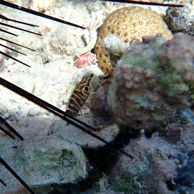 Snorkeling in Montego Bay with Transportation - Beach time after snorkeling