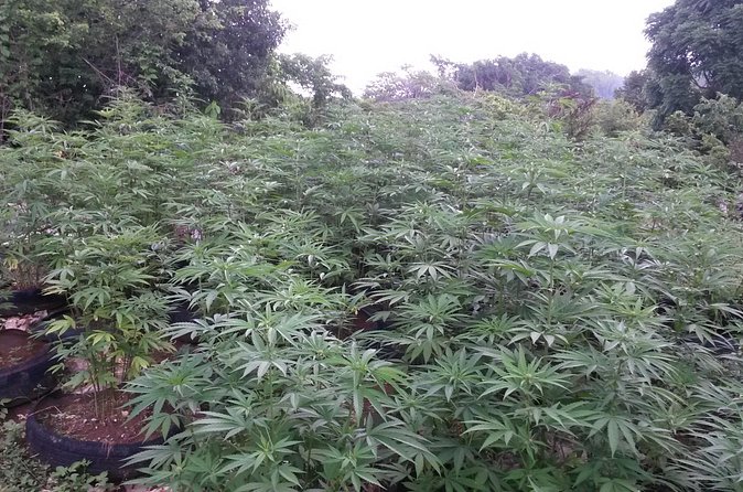 Stepping High Mountain Rastafari Herbs Tour - Food, drinks, and local conversation