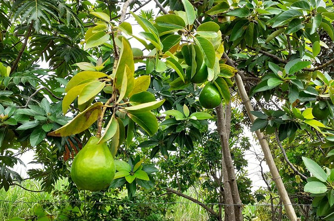 Stepping High Mountain Rastafari Herbs Tour - Who will enjoy this private experience