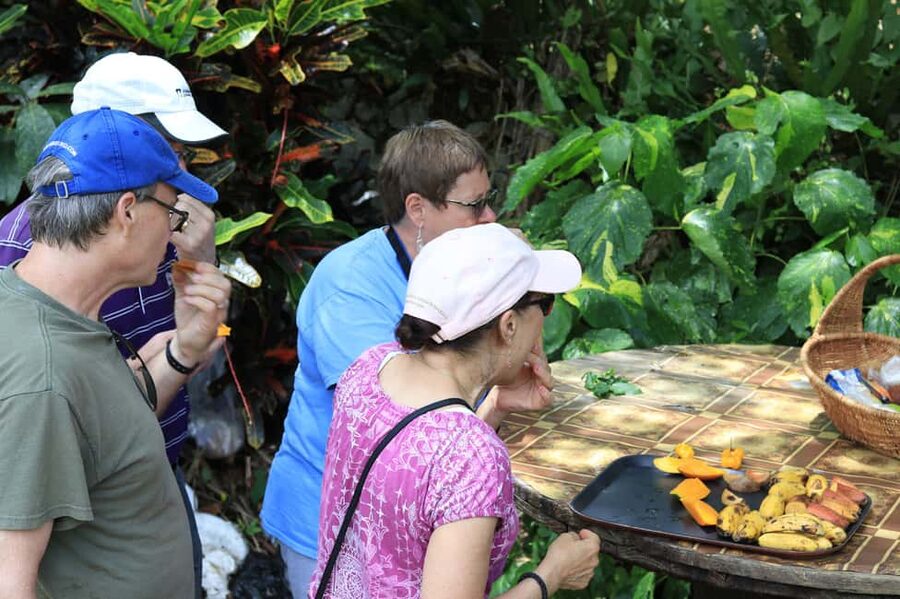 Taste of Jamaica Farm & Food Tour - Walking through more than 100 medicinal herbs
