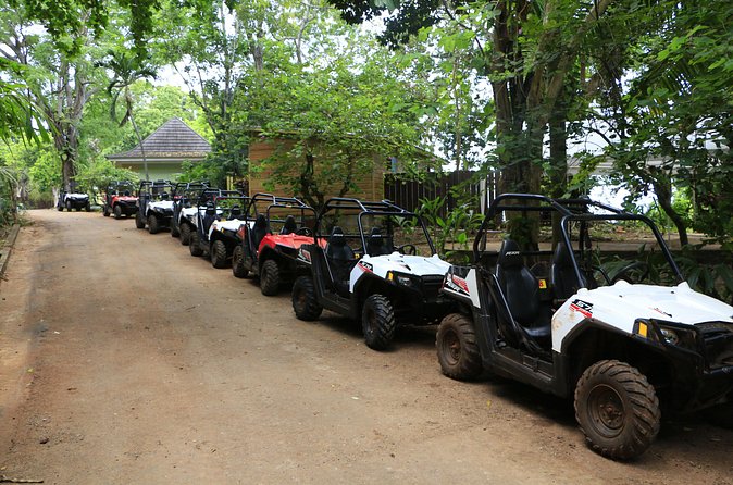Wet n Dirty ATV Outback Adventure From Ocho Rios - Coconut, fruit, and Jamaican plant traditions