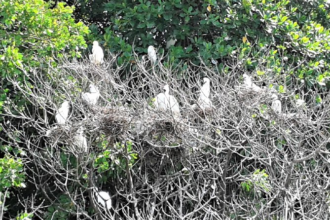 YS Falls and Black River Safari Guided Tour from Montego Bay and Grand Palladium - Cruising the Black River by pontoon boat