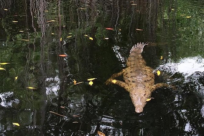 YS Falls, Black River Safari, and Floyd's Pelican Bar Day-Trip (Transportation) - How the timing affects the day