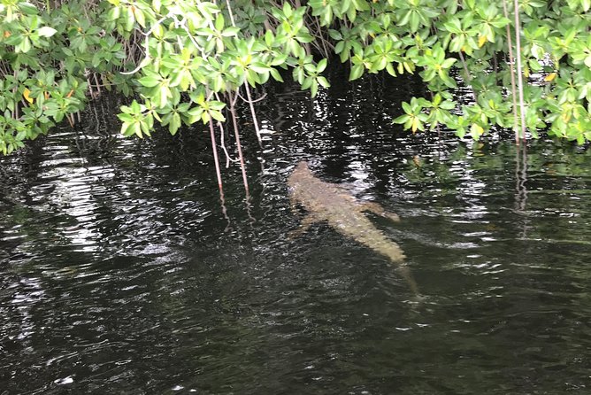 YS Falls, Black River Safari, Floyd’s Pelican Bar - Private transport makes the long day easier